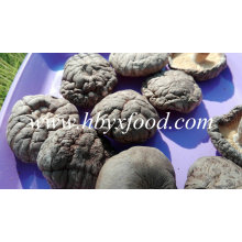 Seta de shiitake lisa secada con buen precio